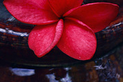 Red Plumeria, a Nature Photo by The Free Creatives (Thumbnail 1 of 2)