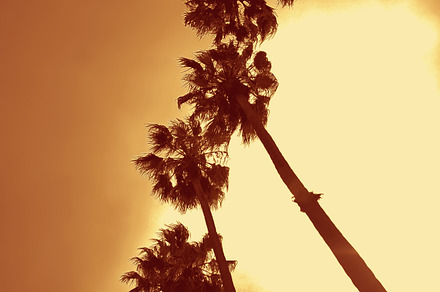 Row of Palm Trees (Photo), an Arts & Entertainment Photo by Tien Frogget