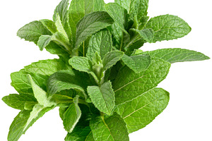 Bunch of fresh mint with green leaves on isolated background, a Food & Drink Photo by ndanko