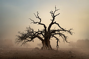 48 Dying Tree Images, a Nature Photo by h.utomo (Thumbnail 10 of 48)