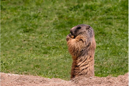 Alpine marmot, marmota marmota. It