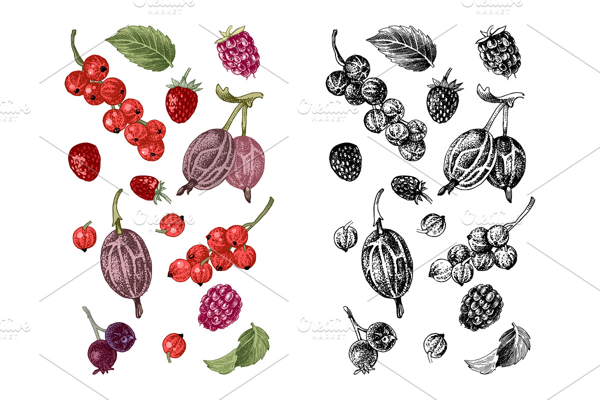 Fresh berries, a Food Illustration by handsketched (Photo 21 of 21)