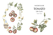 Watercolor Plant Life Cycle, an Education Illustration by MayaNavits (Thumbnail 3 of 17)