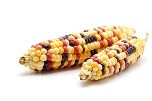 Two ears of colorful ornamental, a Food & Drink Photo by Artonix