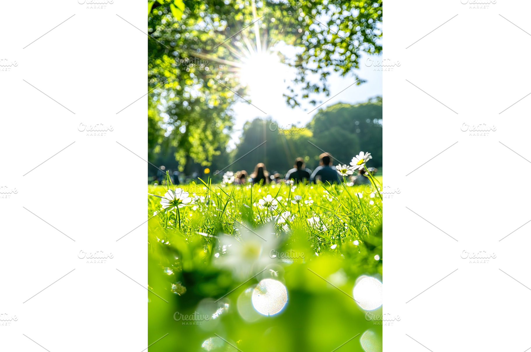 Sunlight Through Trees and Daisies, a Nature Photo by Lermont51