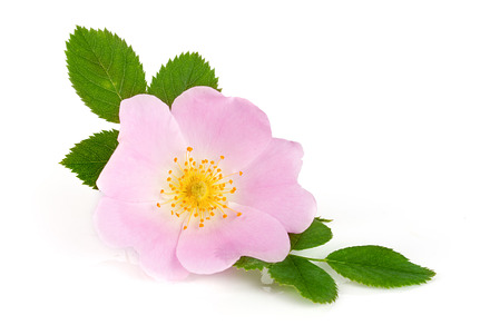 Rosehip flower with leaf isolated on white background featuring flower, rose, a Nature Photo by NataPhoto