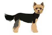 Dog breeds Yorkshire terrier, an Animal Illustration by Nenilkime (Thumbnail 2 of 3)