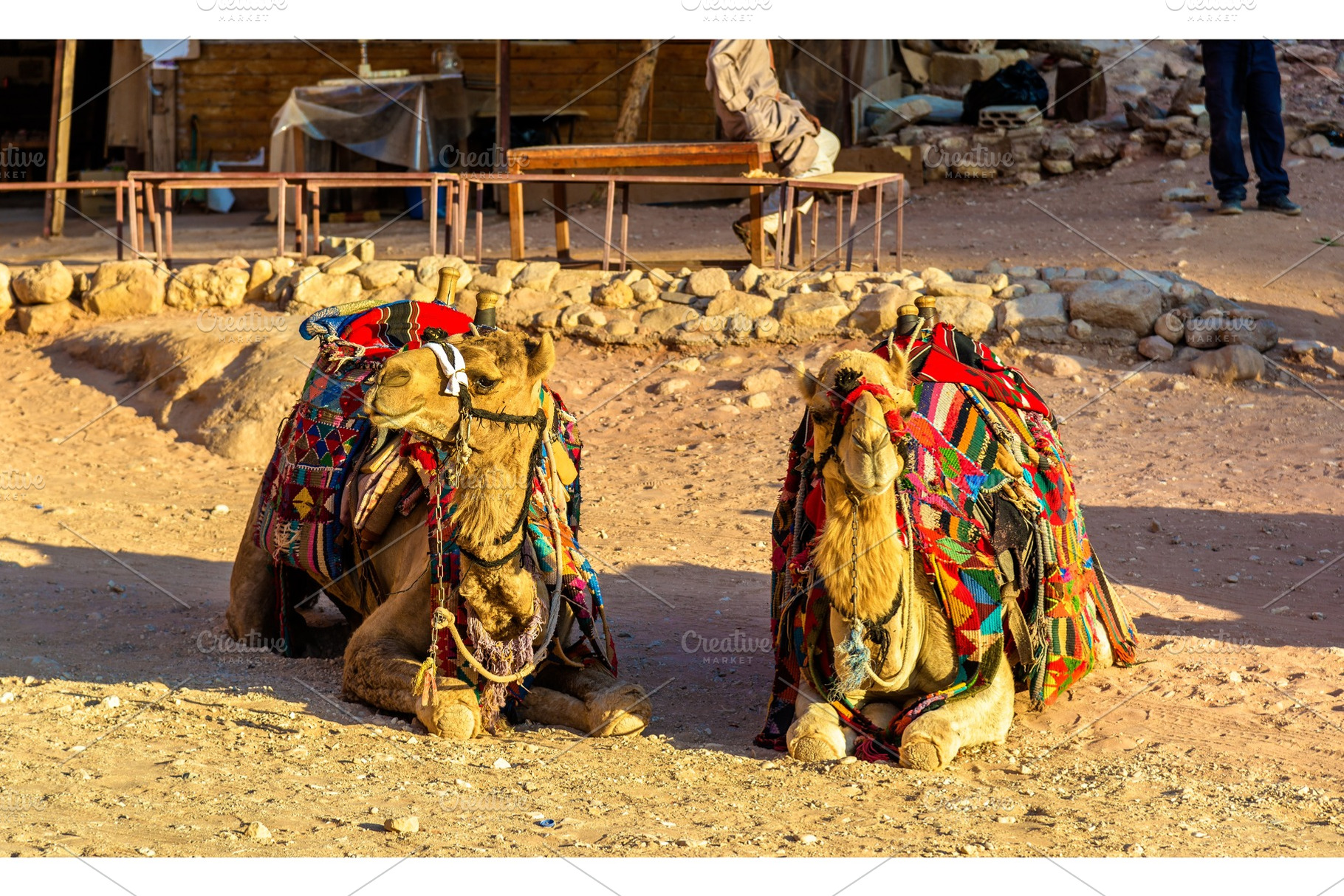 Bedouin camels rest in the ancient city of Petra, an Animal Photo by Leonid Andronov