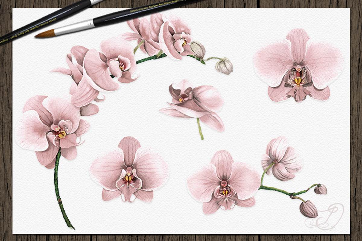 Orchid Watercolor Clip Art, a Decorative Illustration by DioFlow (Photo 5 of 5)