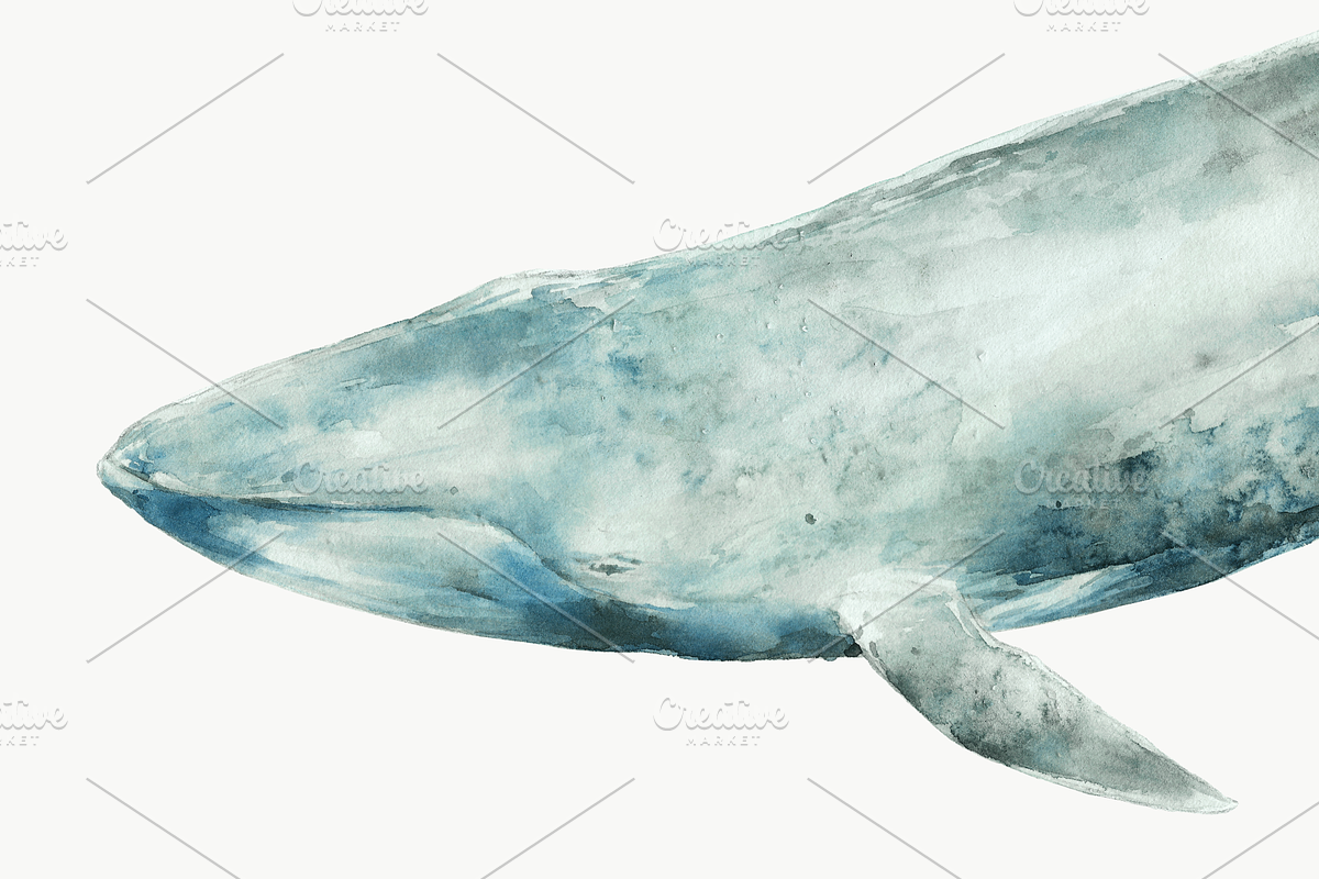 Watercolor Blue Whale Clipart, an Animal Illustration by Kolorata Art (Photo 2 of 3)