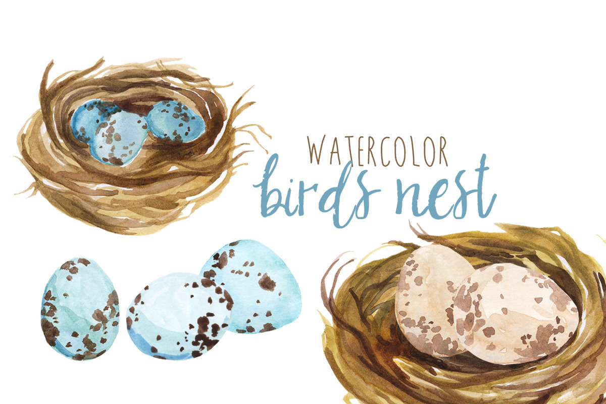 Watercolor Bird's Nest, an Illustration by Digital Press Creation