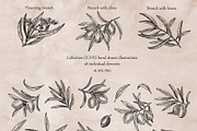 Olives branch. Graphics illustration, a Food Illustration by ON_lineart_store (Thumbnail 2 of 12)