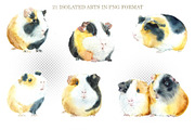 Watercolor Guinea Pigs, an Animal Illustration by Budogoshch (Thumbnail 2 of 4)