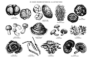 Medicinal Mushrooms & Plants Set, a Healthcare Illustration by Yevheniia (Thumbnail 3 of 12)
