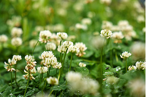 Clover blossoms flourish in a lush, a Nature Photo by darksoul72