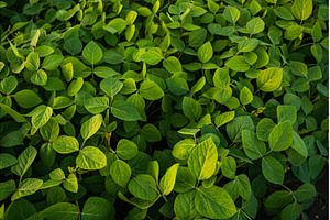 Growing fresh green soybean crop, a Nature Photo by volodymyrshtun13795