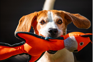 Funny Beagle dog playing with toy on, an Animal Photo by MadPhotos