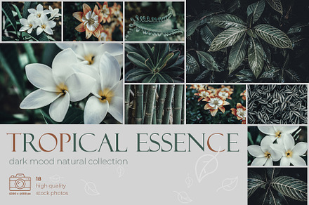 Tropical Essence. Photo bundle