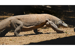 Komodo dragon walking in the, an Animal Photo by Goinyk