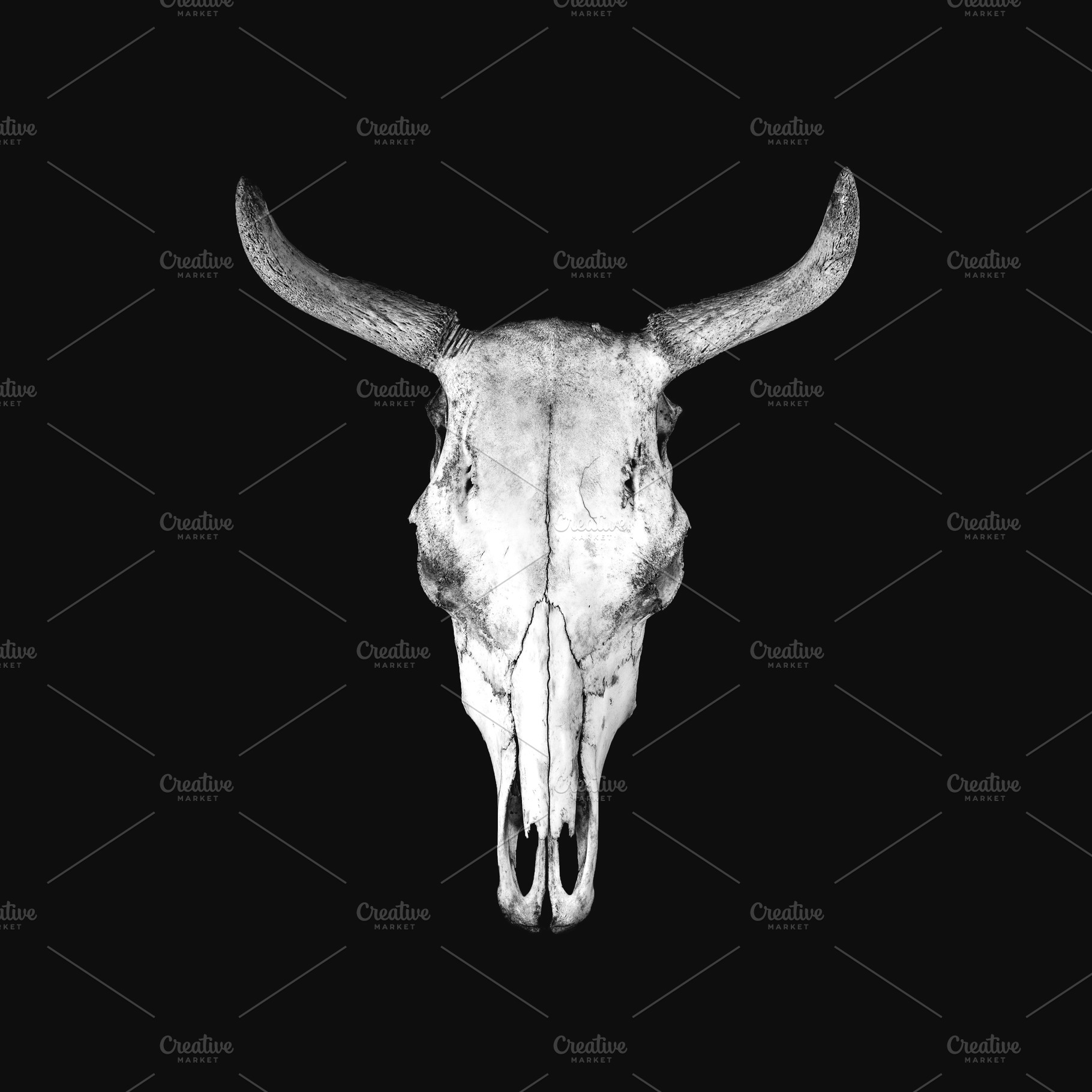White cow skull isolated on black ba, an Animal Photo by Alekseyliss