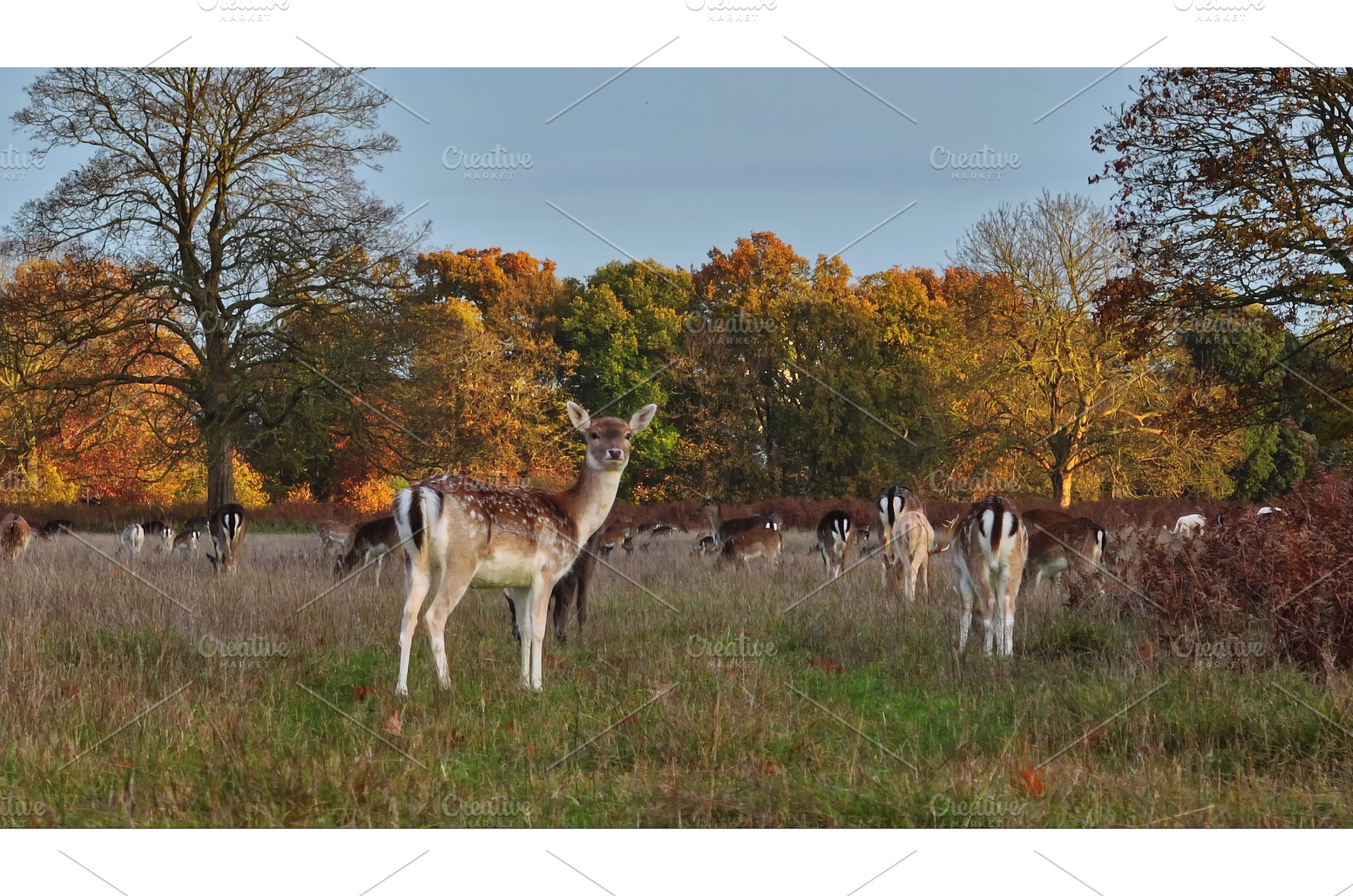 Fallow deer grazing in park during, an Animal Photo by Goinyk