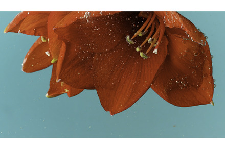 Blue background. Shooting a flower, a Nature Photo by Media Whale Stock