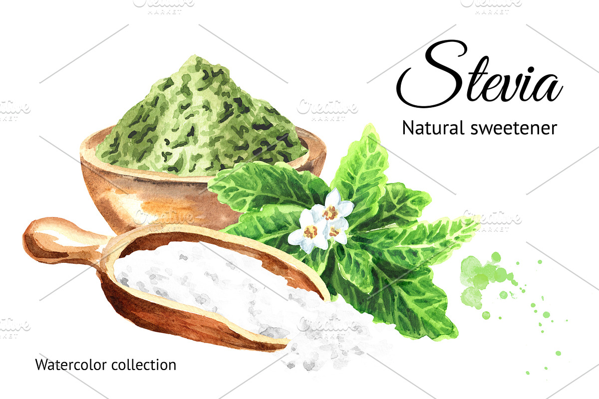 Stevia. Watercolor collection, a Healthcare Illustration by Daria Ustiugova (Photo 1 of 6)