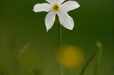Daffodils blooming on the meadow, a Nature Photo by Dreamy Pixel