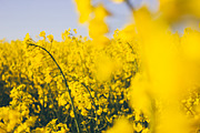 Rapeseed fields photo bundle, a Nature Photo by Mukuko Studio (Thumbnail 5 of 5)