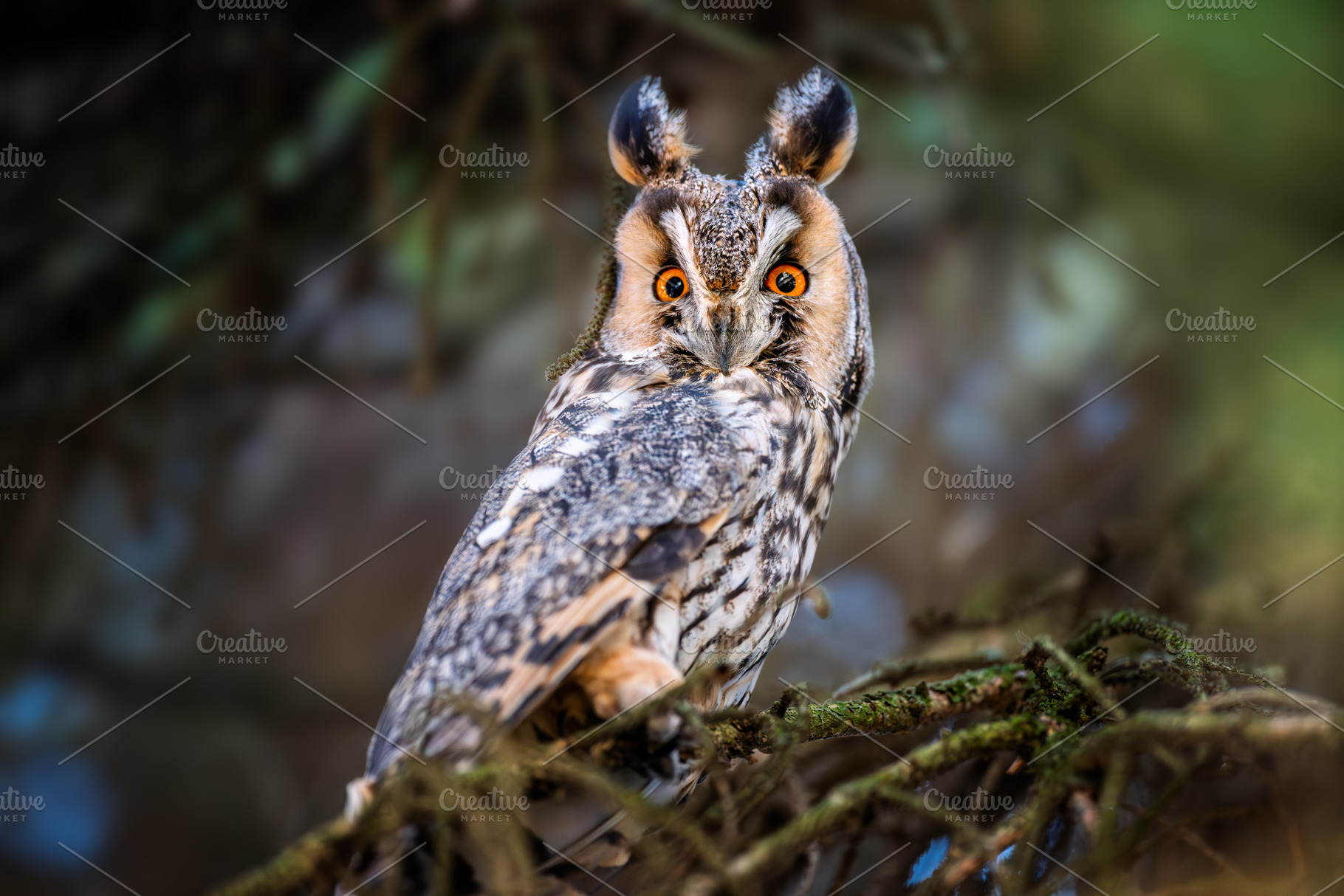 Long-eared owl sits on branch in forest during daylight hours ob, an Animal Photo by Byrdyak
