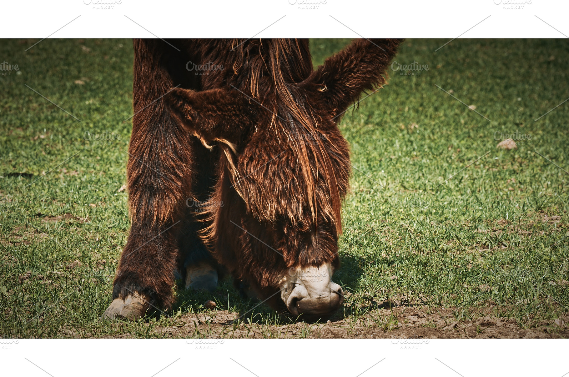 Baudet du Poitou Close-Up of donkey, an Animal Photo by Our Amazing World
