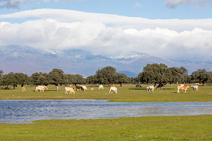 Cows Near A Lake In Sunlight And Large Mountains Covered With Cl