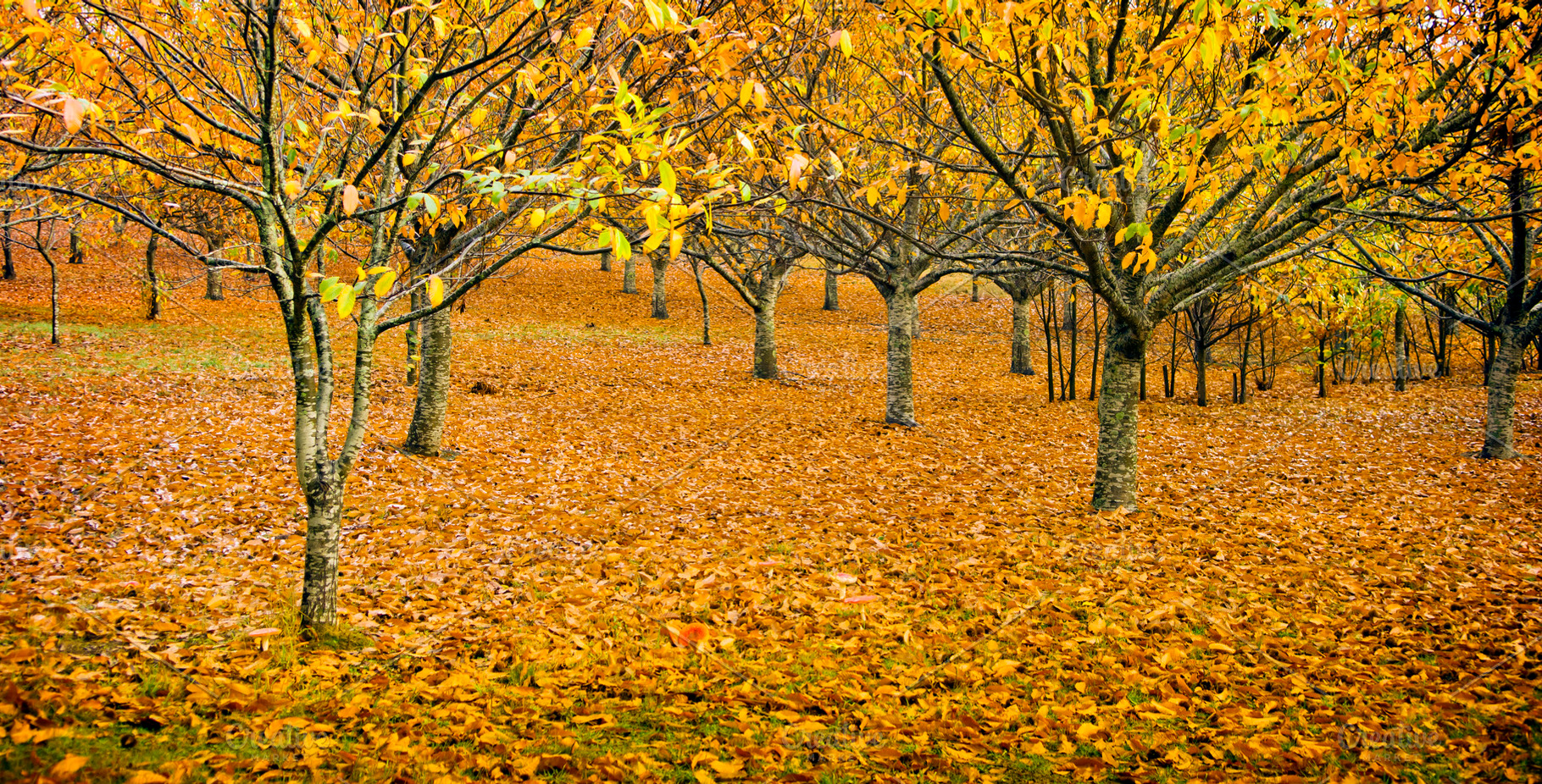 Orchard in Autumn, a Nature Photo by THP Creative
