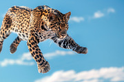 116 Flying animals, an Animal Photo by Handmadefont (Thumbnail 72 of 119)