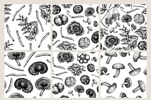 Magic Mushrooms & Medicinal Plants