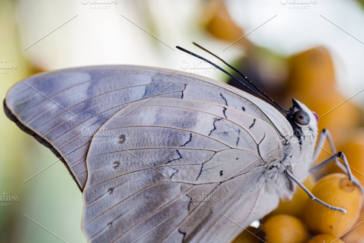 Polish Calendar 2018 Template, a Brochure Template by Feelings (Photo 10 of 14)