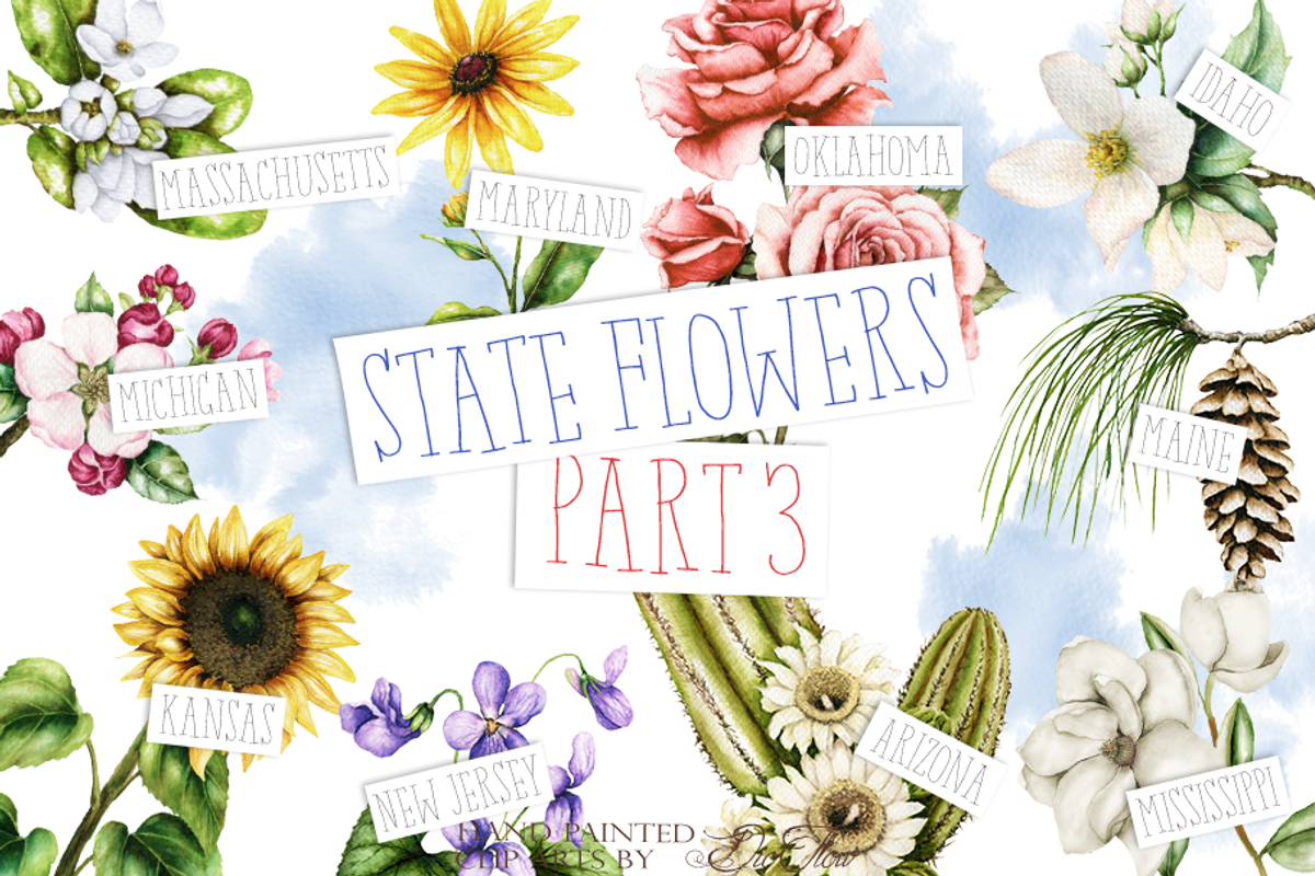US State Flowers Part 3 Illustration, a Decorative Illustration by DioFlow (Photo 1 of 5)