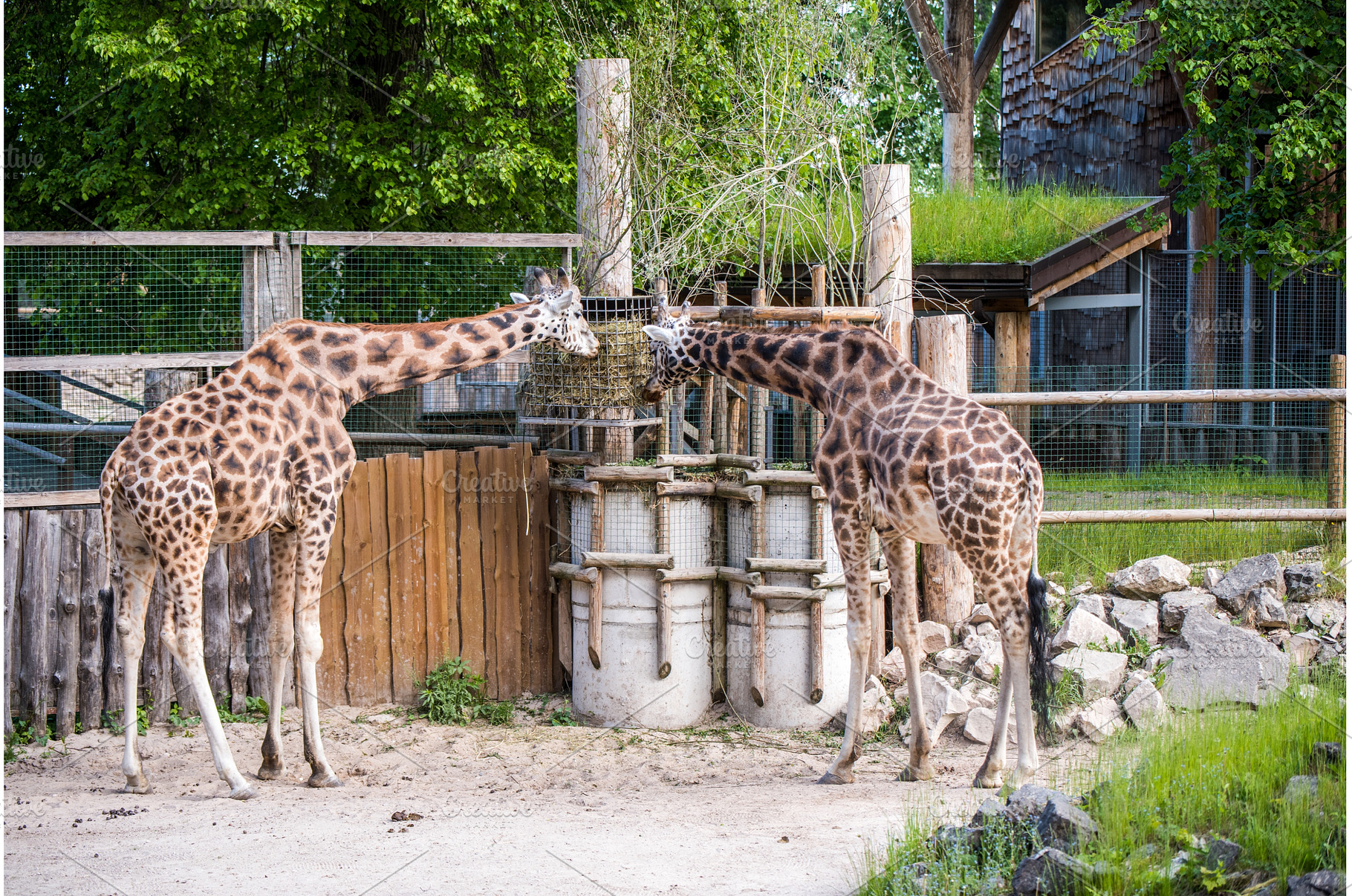 Giraffes standing tall and eating, an Animal Photo by COLORFUL
