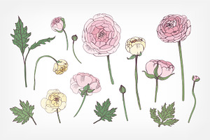 Set With Ranunculus