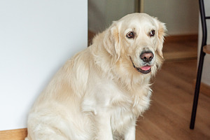 Golden retriever dog sitting indoors on a wooden floor, an Animal Photo by Olena Rudo