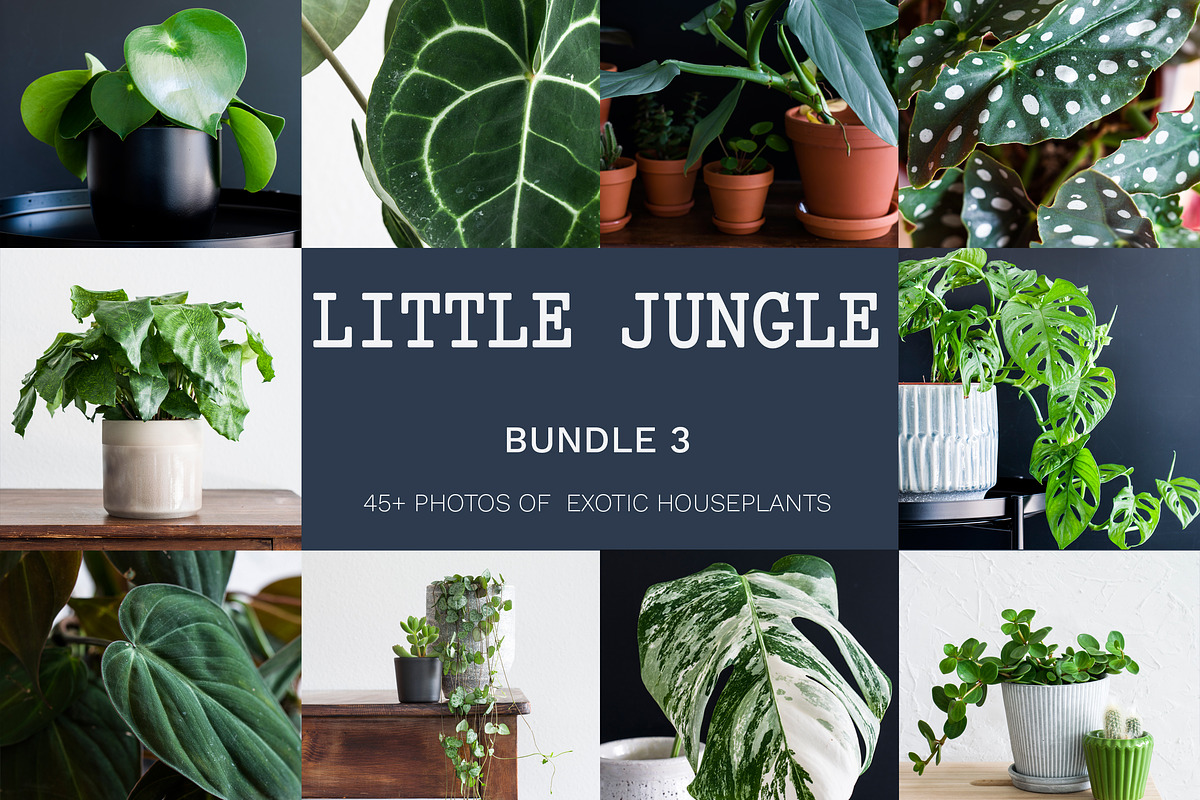 Little Jungle Image Bundle 3, a Nature Photo by Lum3n (Photo 1 of 3)