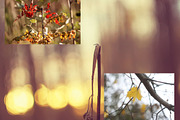 Autumn nature photography set, a Nature Photo by pictures for you (Thumbnail 11 of 22)