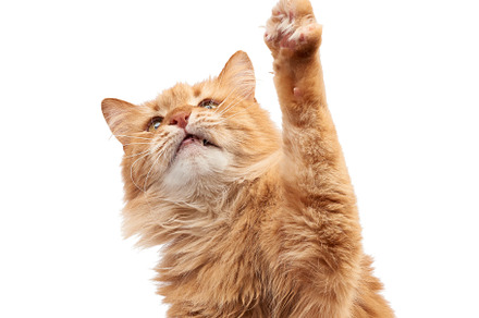 Adult fluffy red cat sitting and rai containing cat, red, and studio, an Animal Photo by ndanko