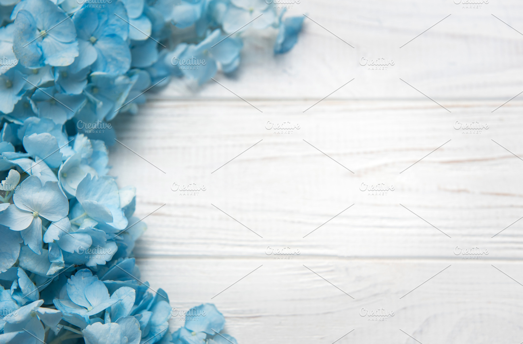 Blue hydrangea flowers blooming on white wood background, a Nature Photo by Olena Rudo