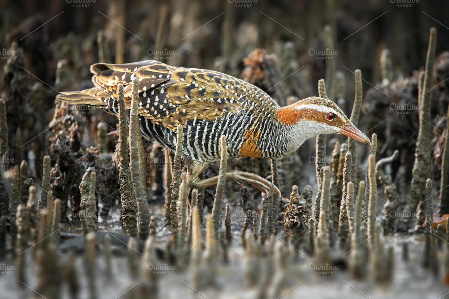 Buff-banded Rail, an Animal Photo by Rob D Animal Photography