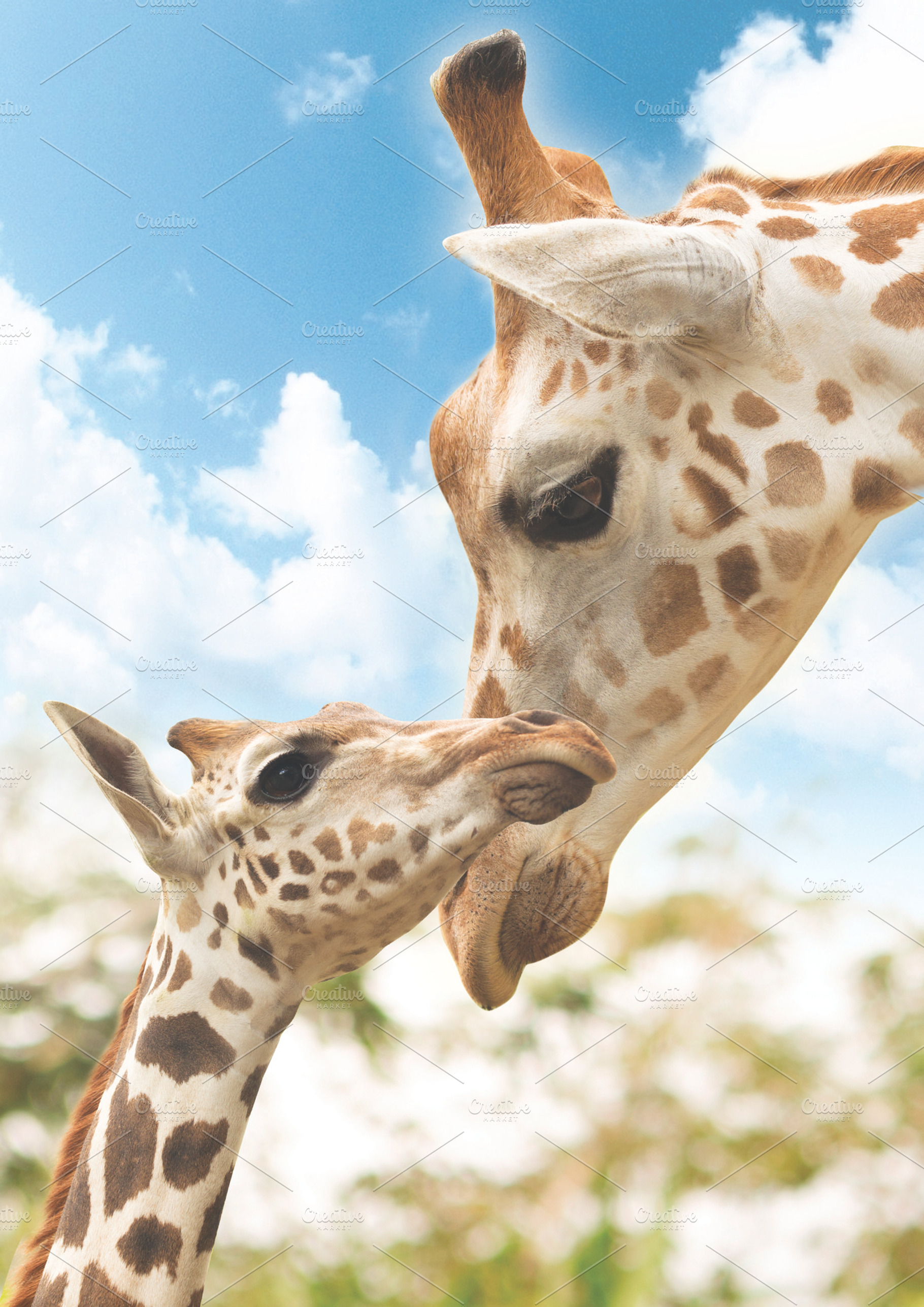 Potrait Mother and baby giraffe, an Animal Photo by D&K Project