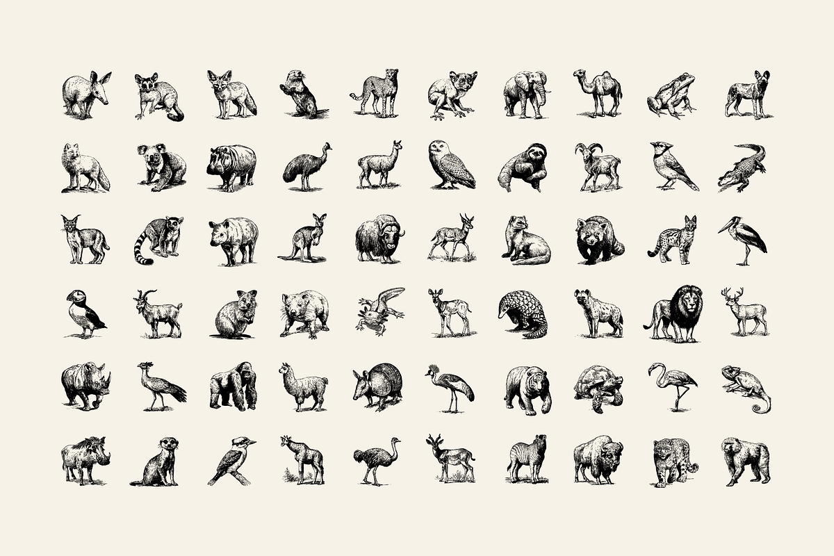 60 Wildlife Animal Illustrations, an Animal Illustration by Vectorian (Photo 4 of 6)