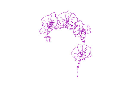 Illustration of orchid flowers., an Object Graphic by incomible