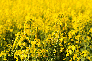 Canola Flower, a Nature Photo by THP Creative