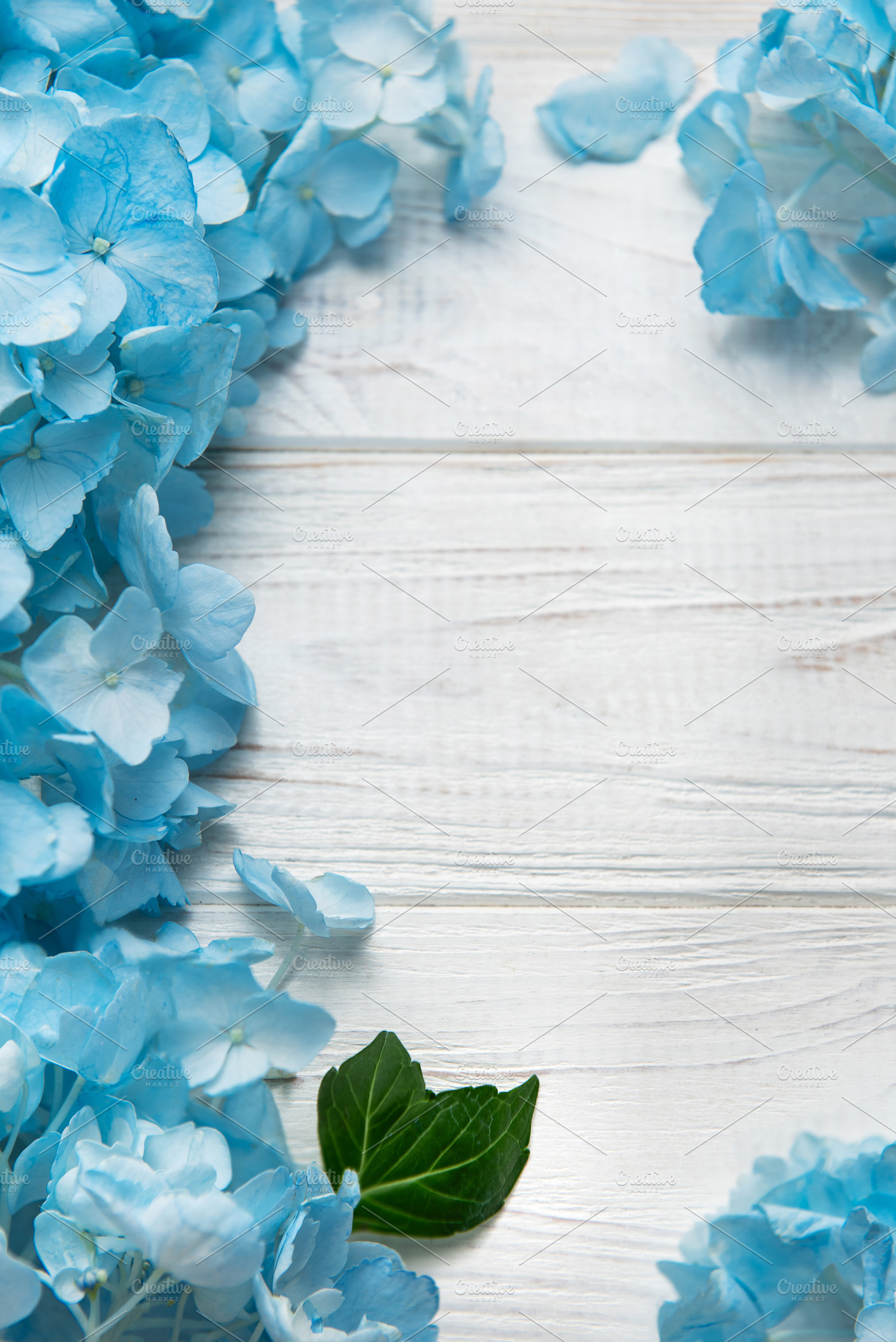 Blue hydrangea flowers blooming on white wooden background, a Holiday Photo by Olena Rudo